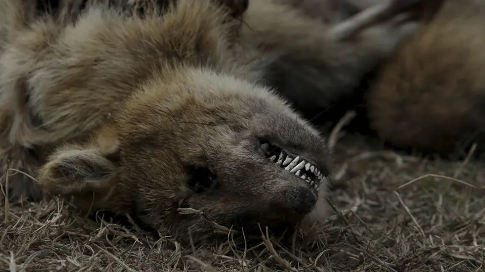 El fuego arrasó 300 mil hectáreas y devastó flora y fauna de los humedales
