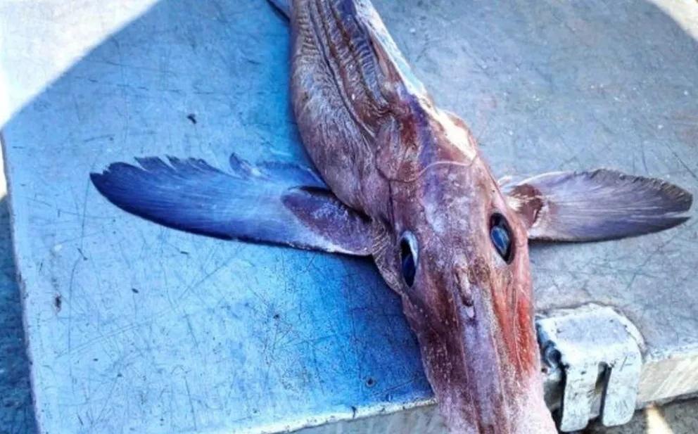 "¿Qué es esto?" Un pescador, aterrado, se encontró con un enorme pez fantasma
