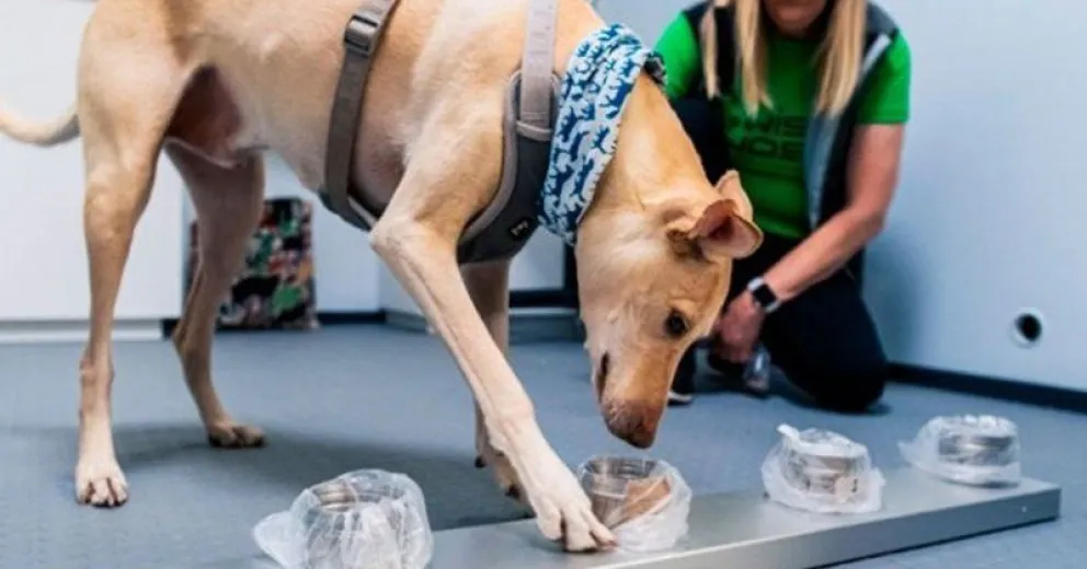 Argentina y otros países entrenan perros para detectar si la gente tiene coronavirus
