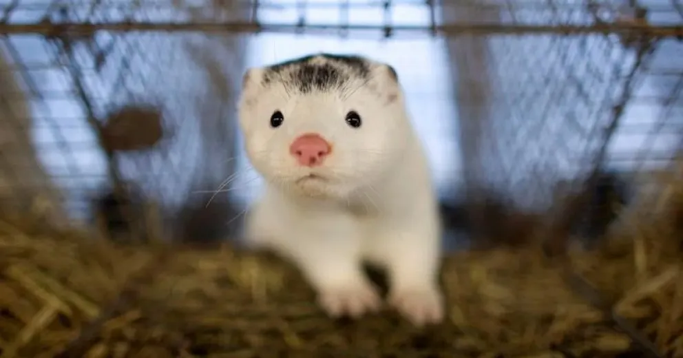 Por contagios de COVID 19 matarán dos millones y medio de visones