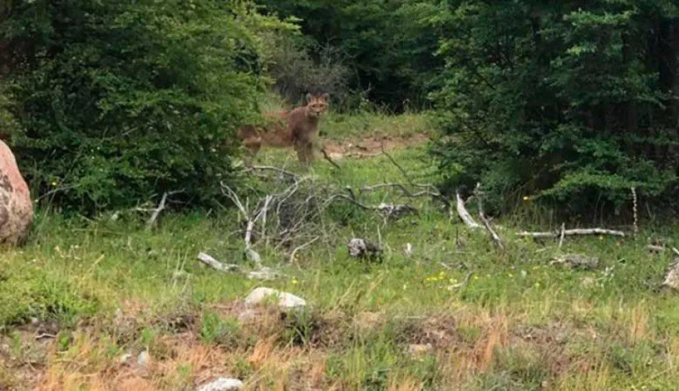 ¿Qué hacer ante el encuentro con un puma?