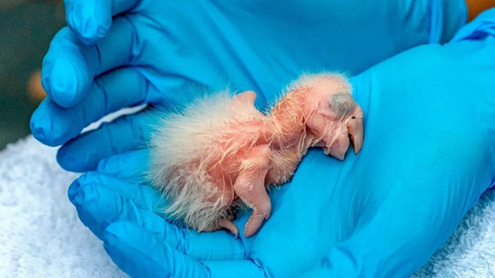 Nacieron guacamayos rojos después de 150 años de extinción en estado silvestre