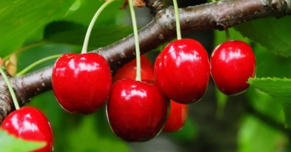 4 mil tucumanos vendrán a la provincia para la cosecha de cerezas