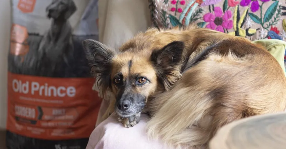 Alergias alimentarias en los perros: ¿Cómo tratarlas?
