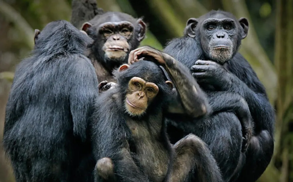 Los chimpancés se vuelven más selectivos con los amigos cuando envejecen