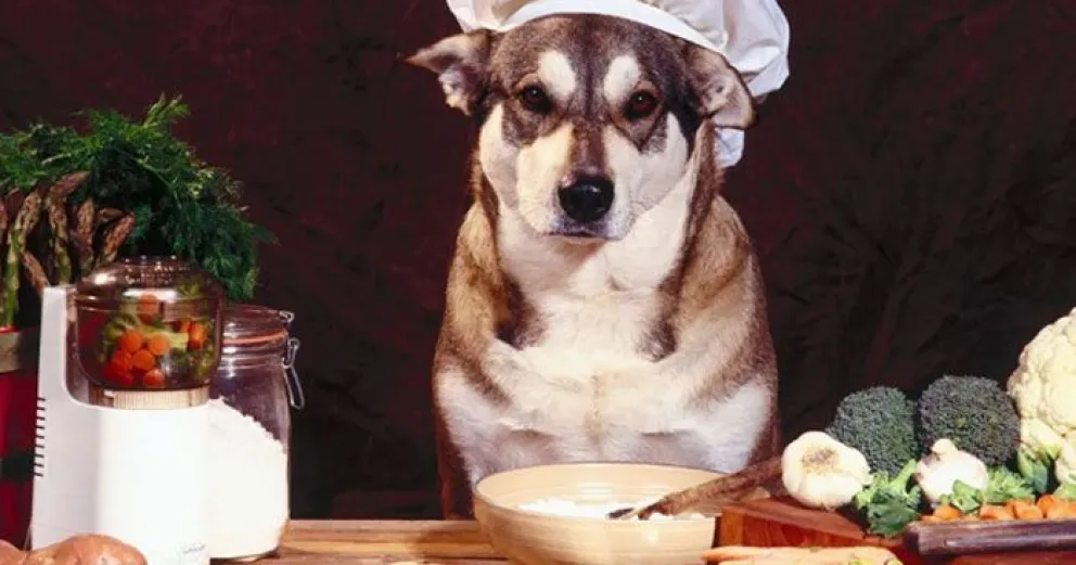 Los beneficios de la comida casera para las queridas mascotas