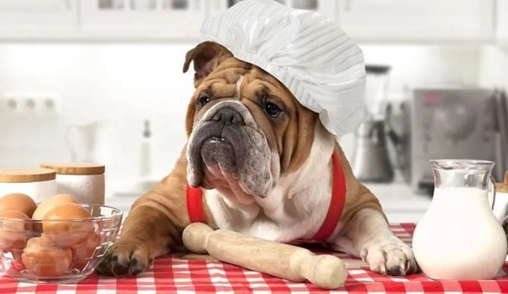 ¿Qué es lo mejor para tu mascota?: Comida casera o alimento balanceado