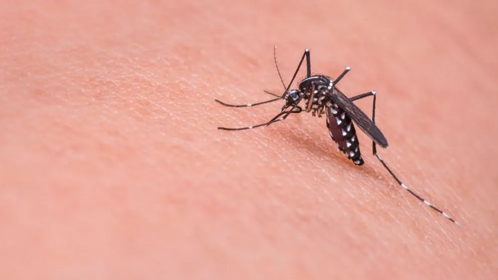 Salud trabaja en una campaña nacional para controlar el dengue