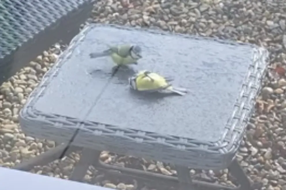 Un pájaro “revivió” a otro que se estrelló contra un vidrio
