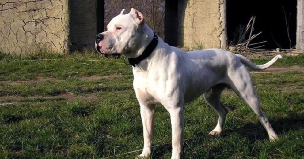 Un perro dogo mató a una nena de 2 años en su vivienda de Ensenada