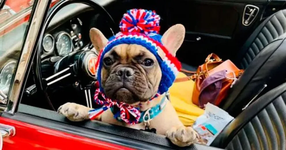 Eligieron a un perro como alcalde en un pequeño condado de EEUU