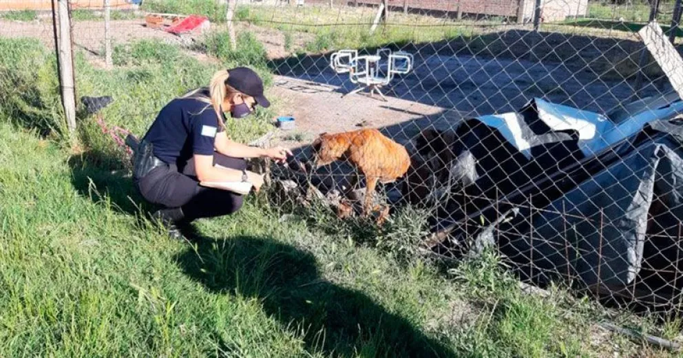 Le sacaron a sus dos perras por tenerlas en total estado de abandono