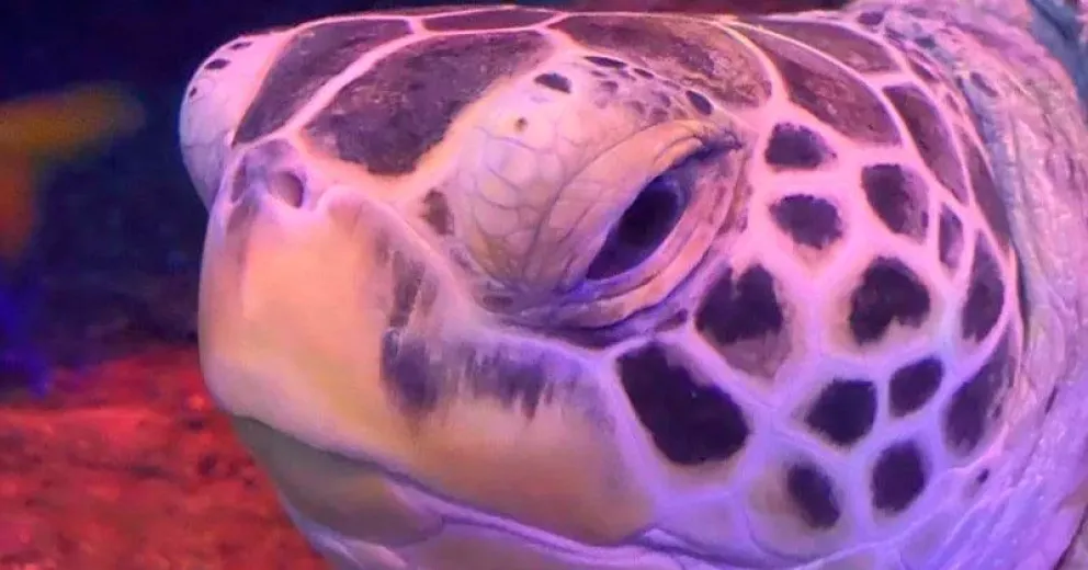 Esta tortuga seguro que no se le escapa a nadie