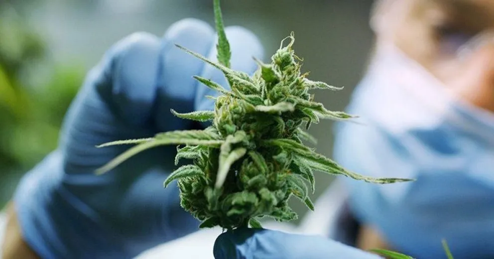 Río Negro puede ser pionera en la producción pública de cannabis medicinal