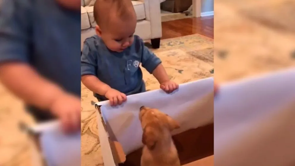Conmovedora y divertida reacción de un bebé al ver un cachorro