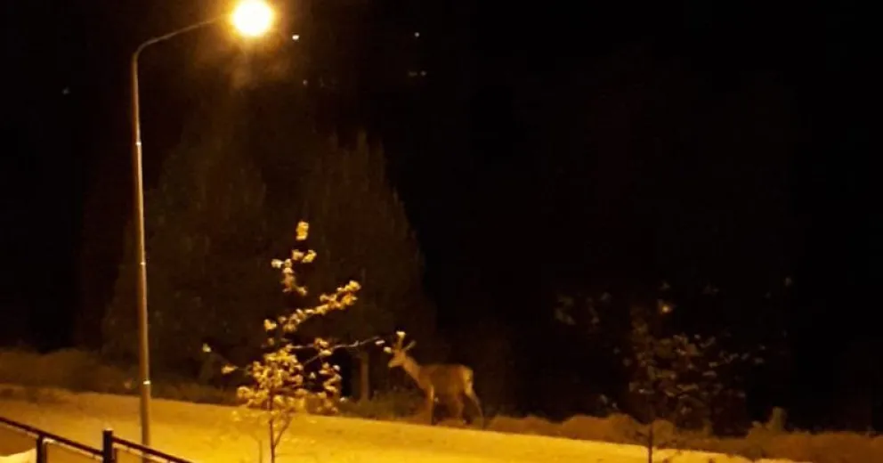 Siguen apareciendo ciervos en los barrios del este