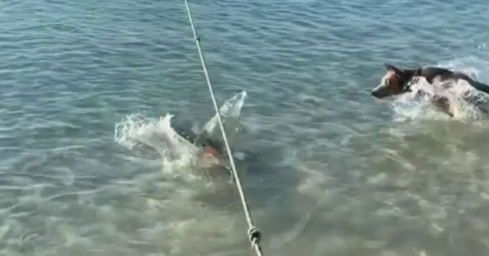 Un perro se tiró al agua para defender a su dueño de un tiburón