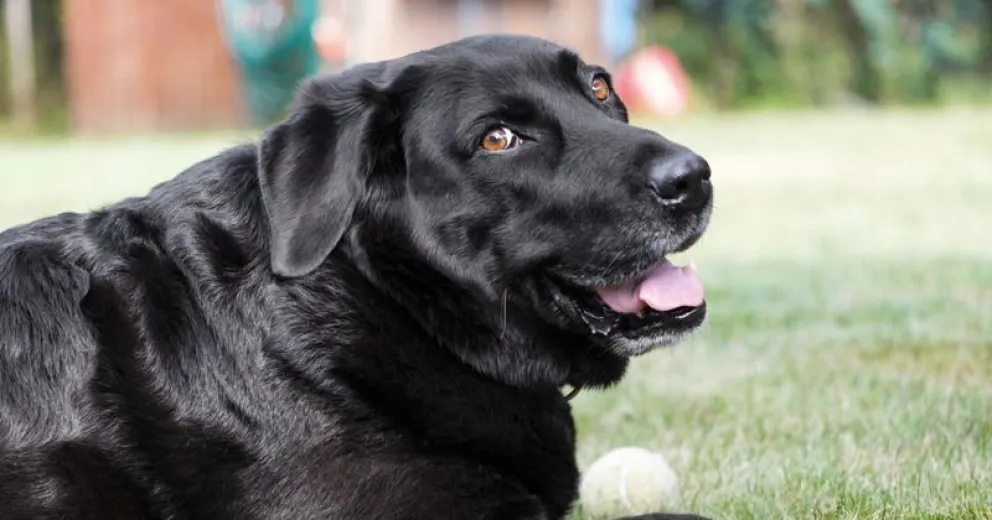 El sobrepeso en mascotas, un problema en aumento