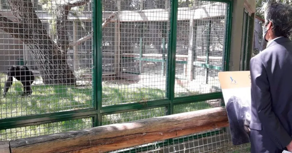 Aceptan habeas corpus para proteger al chimpancé “Toti”