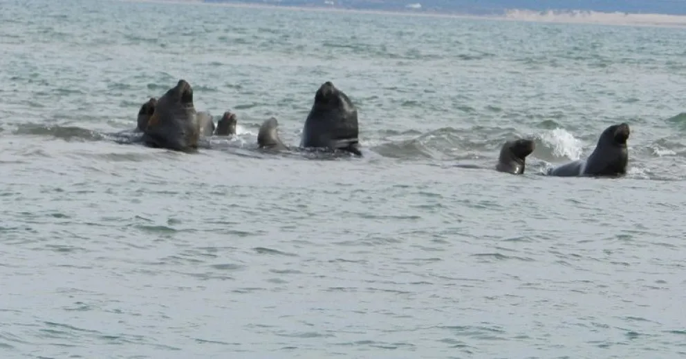 Cómo es Islote Lobos, el nuevo parque nacional que tendrá la provincia