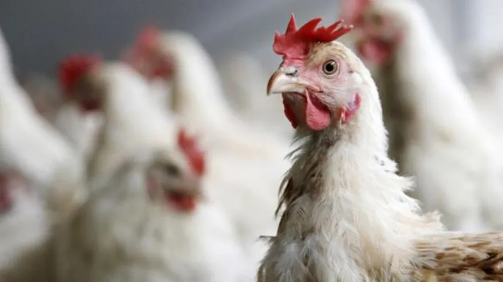 Sacrifican 190 mil gallinas y pollos por un foco de gripe aviar