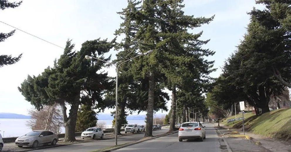 Salen los pinos, entran árboles autóctonos