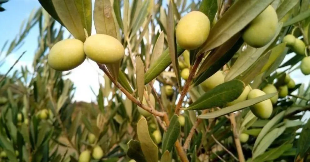 ¿Por qué se celebra el Día Mundial del Olivo?