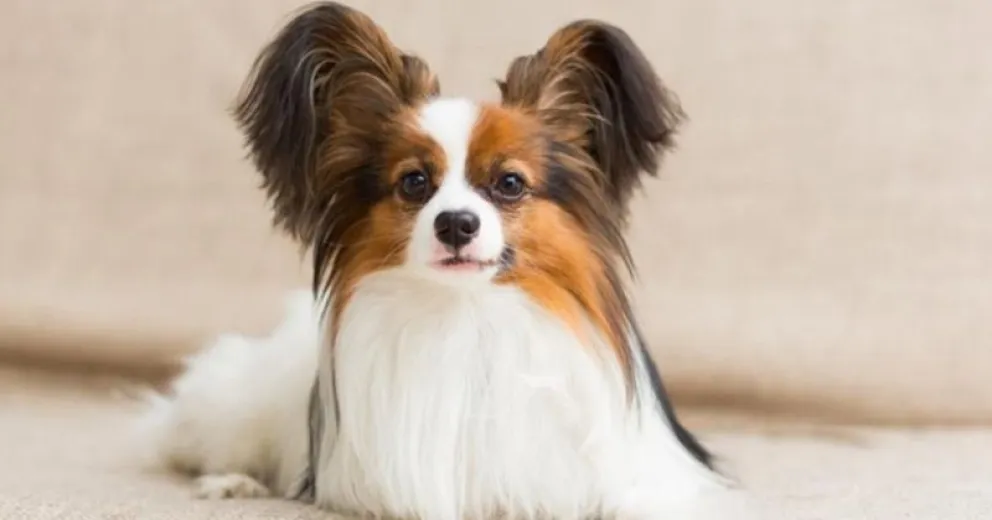 Conocé las 7 razas de perros más fáciles de adiestrar