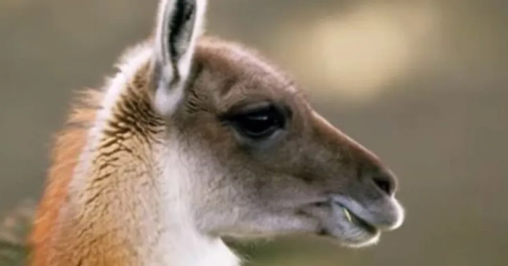 La semana en que se busca "poner en valor" al guanaco
