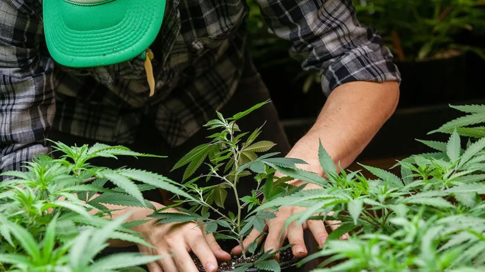 "Por fin vamos a poder cultivar de forma legal, sin miedo"