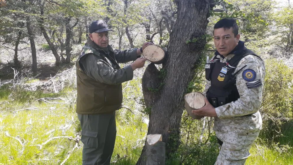 Arrasaron con las lengas del cerro Pico Quemado