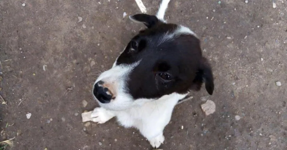 Ellos también sufren: abandono animal en tiempos de pandemia