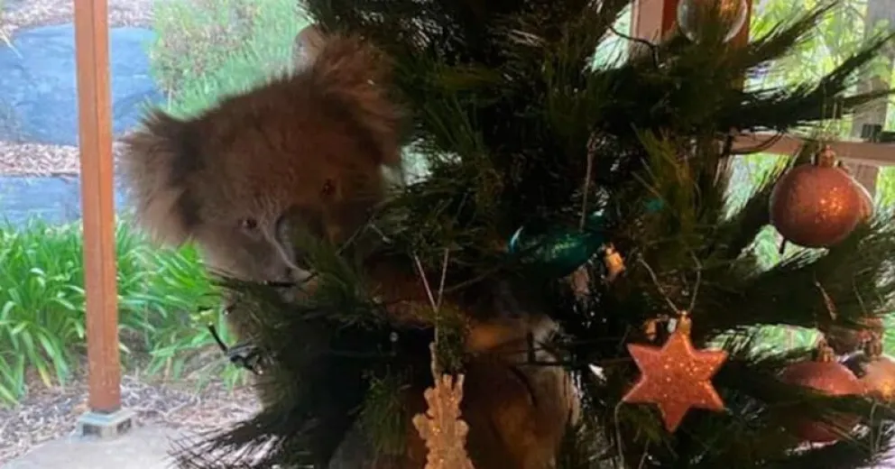Llegaron a la casa y encontraron un koala en el arbolito de Navidad
