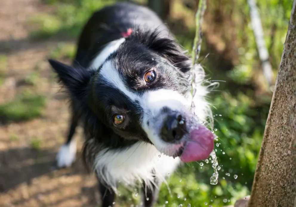 Cómo proteger a las mascotas durante los días de calor