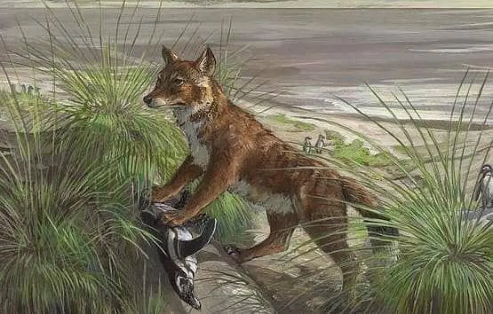 La ocupación británica extinguió al zorro malvinero en menos de 30 años