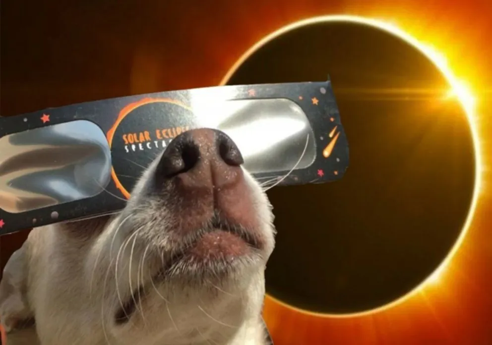 ¿Cómo afecta el eclipse solar a los animales?