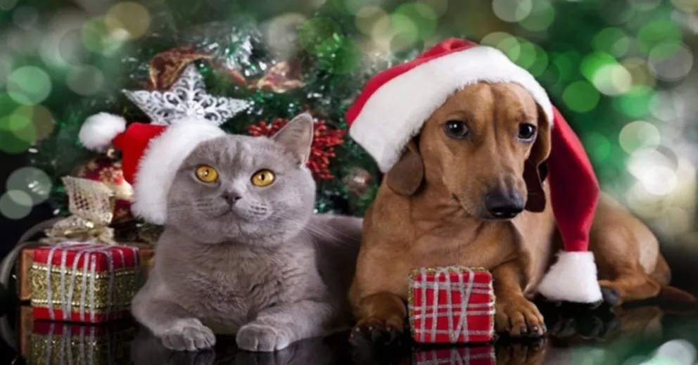 Fiestas: consejos de seguridad y bienestar para proteger a nuestras mascotas