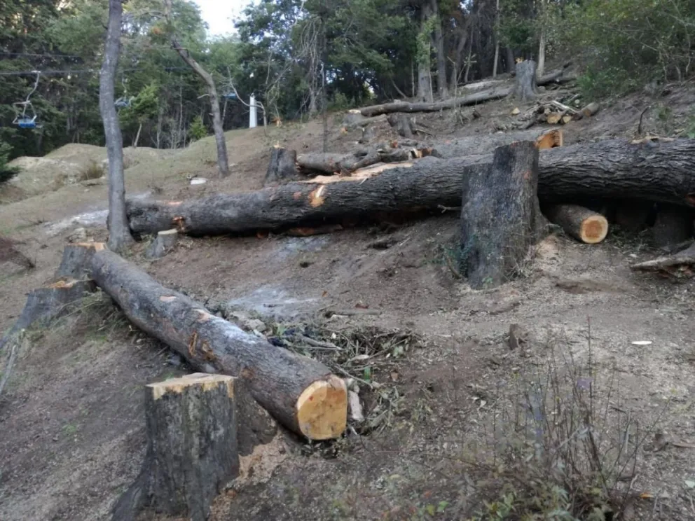 Vecinos del Oeste vuelven a reclamar por la tala de árboles