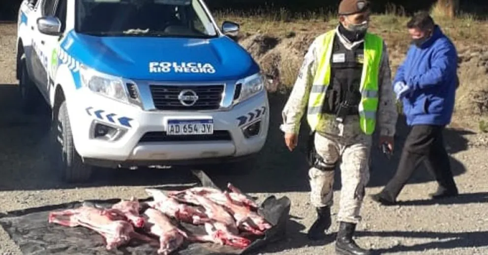 Decomisan en la Ruta 23 animales faenados
