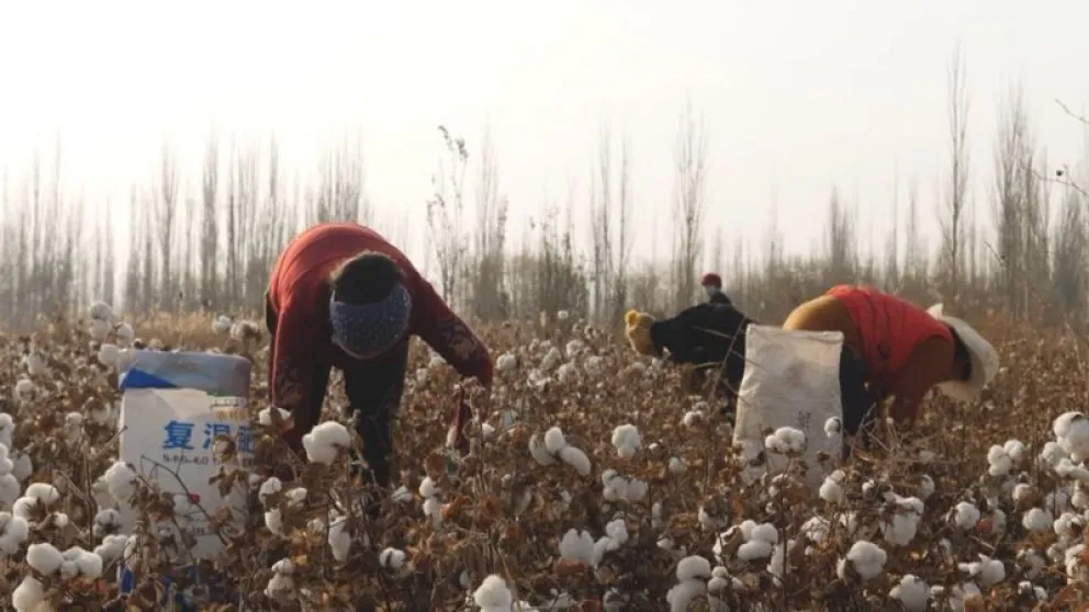 El algodón de China: la evidencia de trabajo forzoso en la industria de la moda