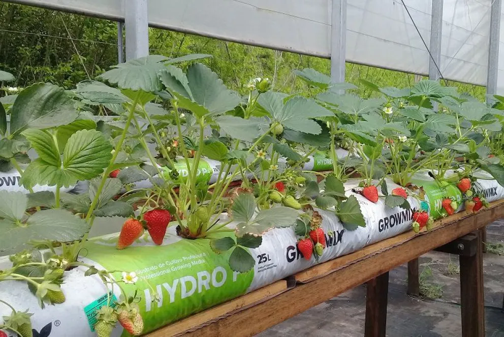 Hidroponia: la producción de cultivos sin suelo está en auge