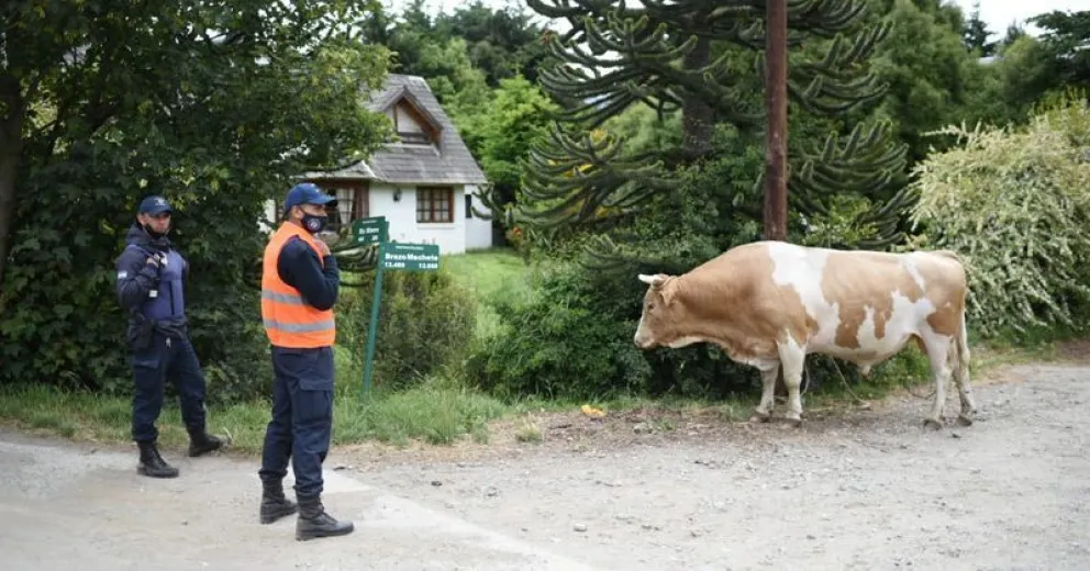 El toro quería pasear y la policía no lo dejó ir muy lejos