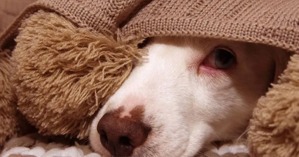 El impacto de los estruendos en los animales es tremendo