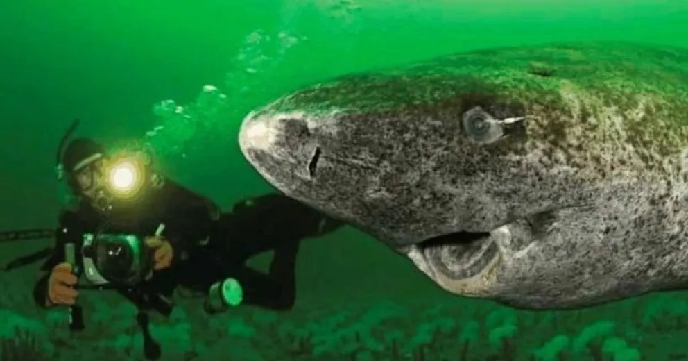 El animal más longevo del mundo nació en 1505 y vive en Groenlandia