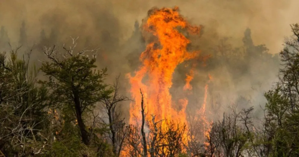 Incendios forestales: en 2020 se quemaron más de un millón de hectáreas