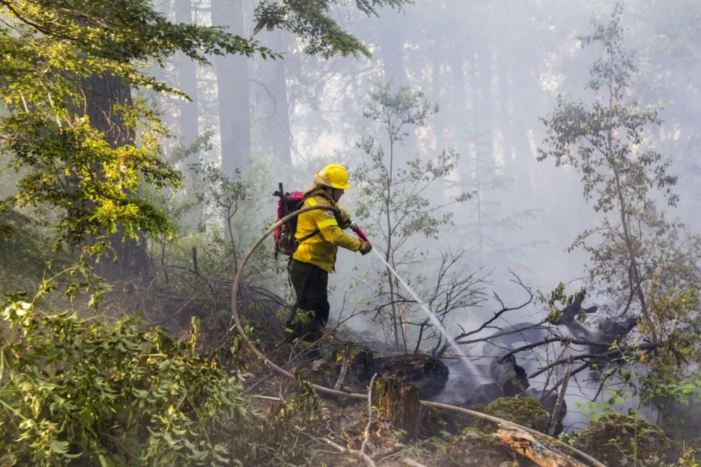 Protección de los bosques: proponen penas duras para frenar los incendios intencionales