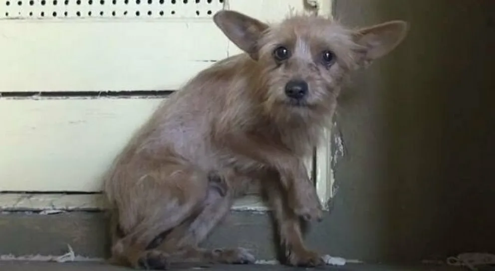 Mirá la emotiva reacción de esta perrita al ser acariciada por primera vez