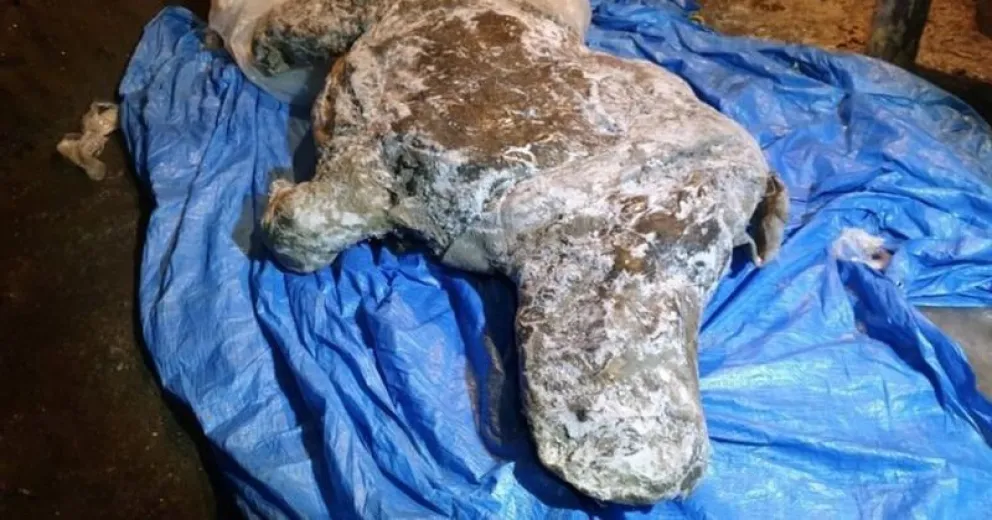 Hallan rinoceronte lanudo de la era glacial "con órganos intactos"
