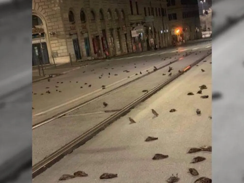 Bandada de pájaros muertos inundó el centro de Roma tras los fuegos artificiales