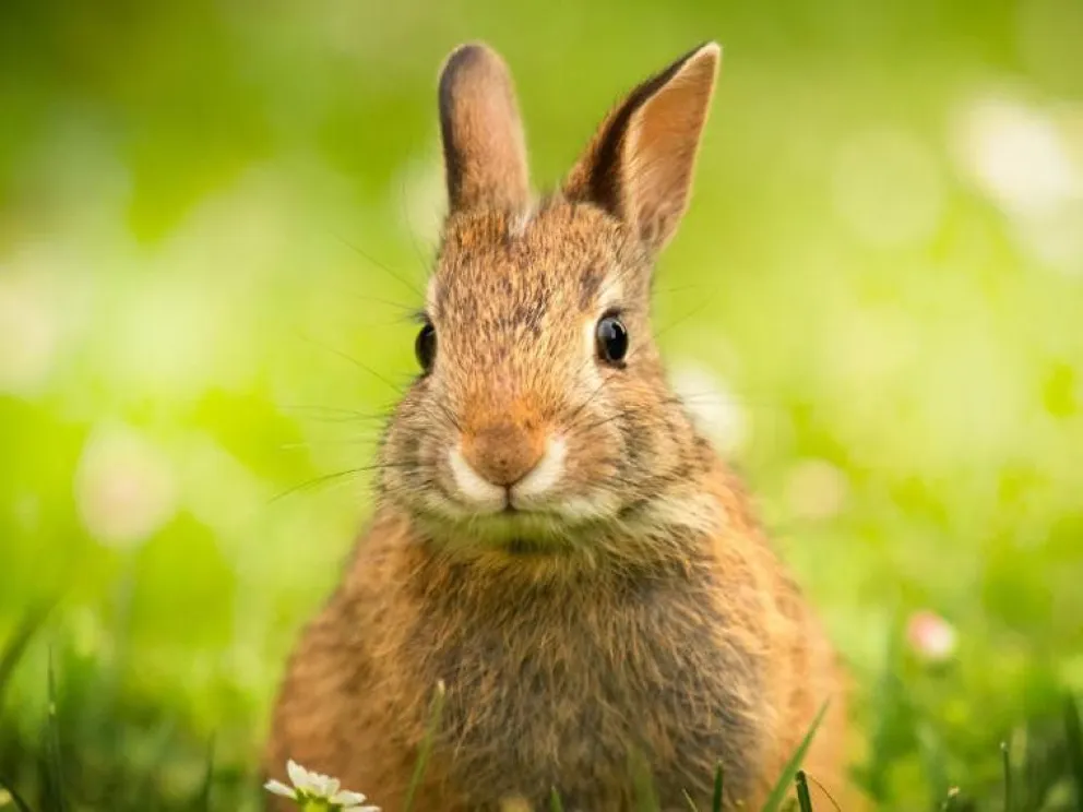 Video viral: rescataron a un conejo atrapado en una reja por sus orejas